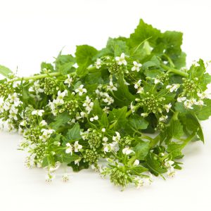 Flor de Wasabi Fresco - paquete 30g