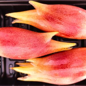 Flor de Myoga 50g - 3 piezas